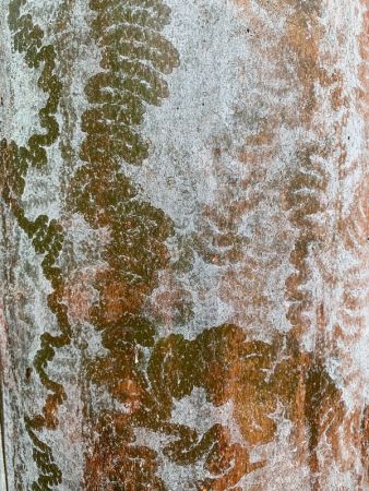 <strong>Footprints on smooth bark by Danny Burkhardt</strong>
