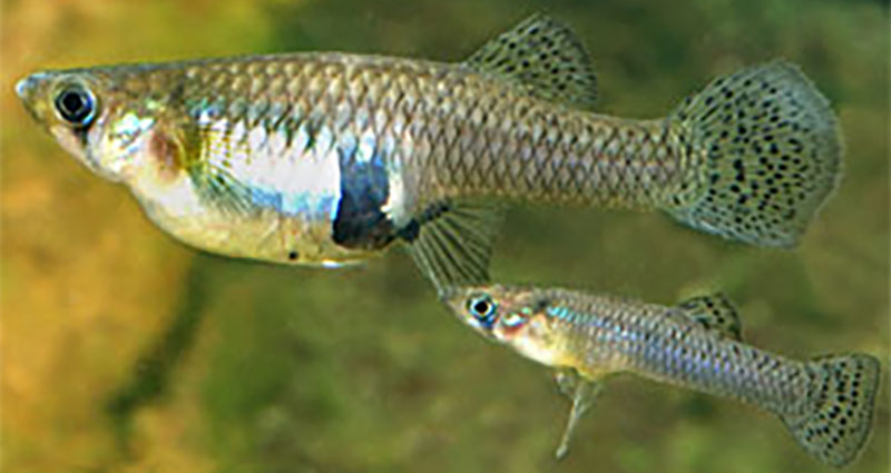 Eastern gambusia fish