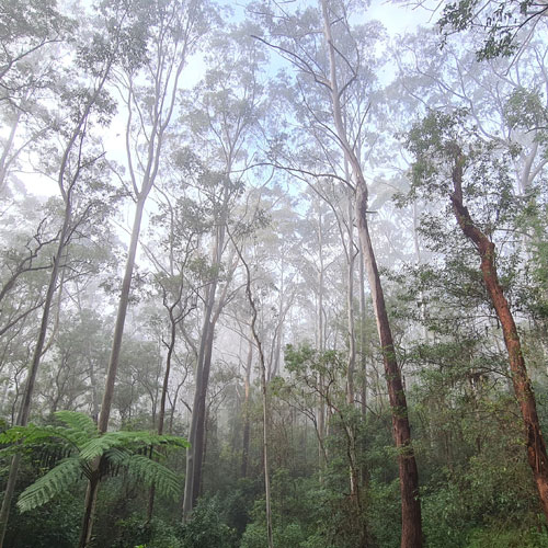 Blue Gum High forest