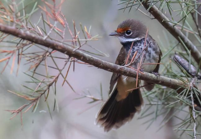 Young rufous fantail by Marie Kobler
