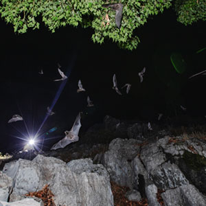 flying bats