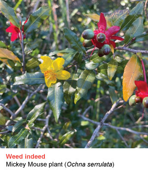 mickey mouse plant
