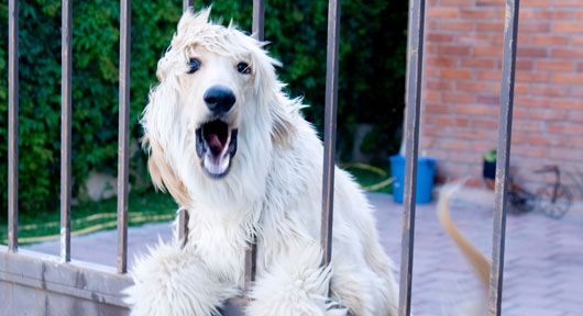 Dog Barks Excessively