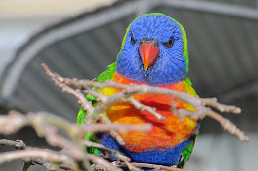 Bird attracting gardens